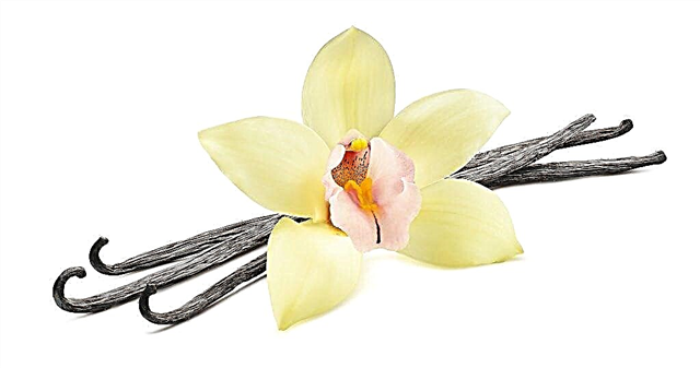 Vanilj orkidéomsorg hemma