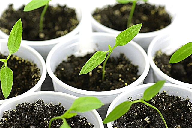 Growing pepper seedlings without picking