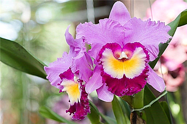 Växande Cattleya Orchids