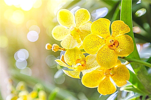 What does the orchid symbolize?