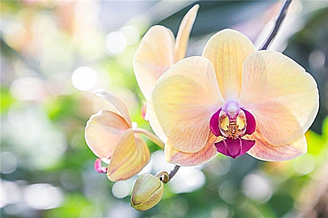 Anwendung von Ceoflora bei Orchideen