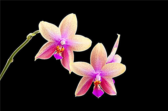 Orquídea Liodoro e cuidando dela