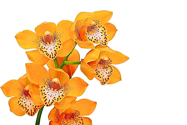 Características de la orquídea naranja