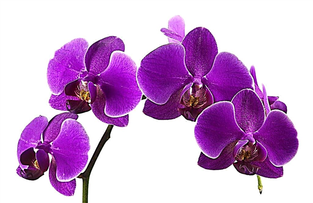 Ljubičasta njega orhideja