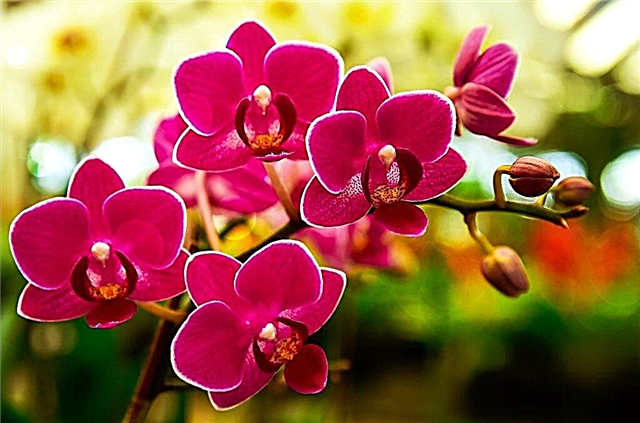 ¿Dónde está el lugar de nacimiento de la planta de orquídeas?