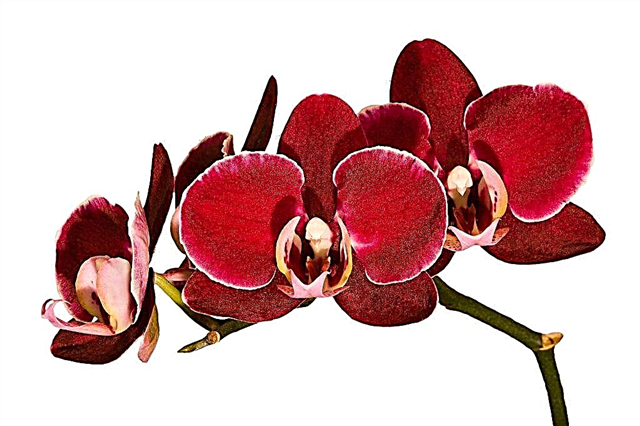 Characteristics of the red orchid