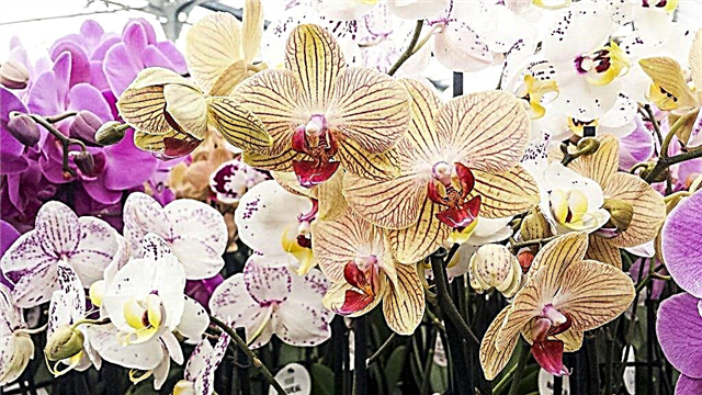 Types of precious orchids