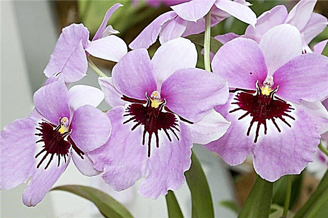 Características del crecimiento de las orquídeas Miltonia