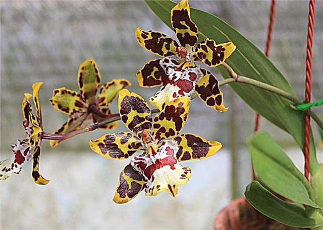 Growing a tiger orchid