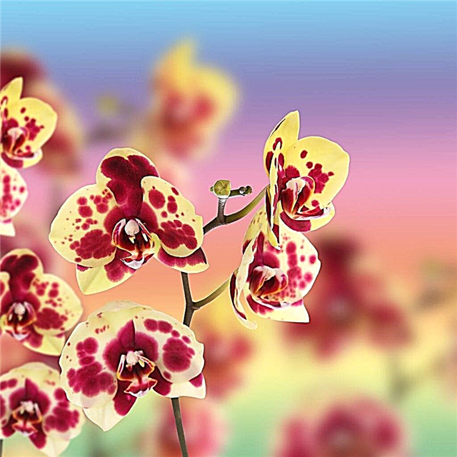 Beschreibung der gefleckten Orchidee