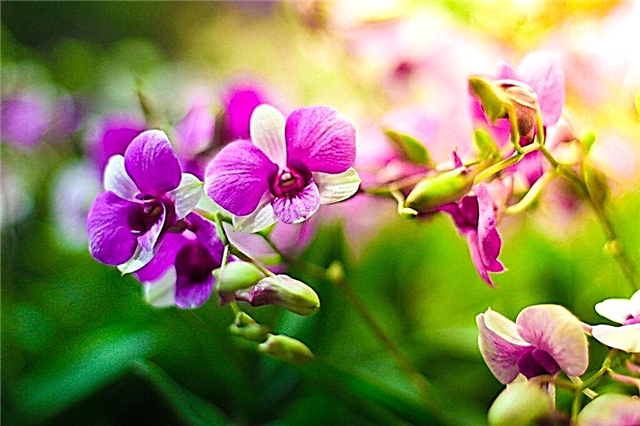 Sådan stimuleres blomstringen i orkideer