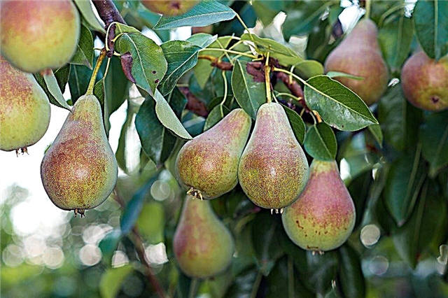 Popular varieties of pears