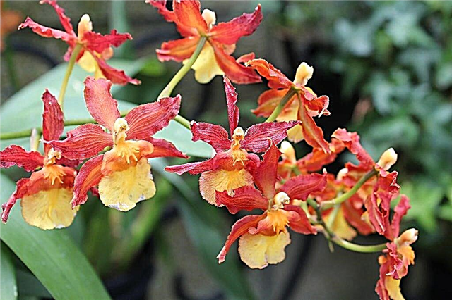Growing Epidendrum Orchids