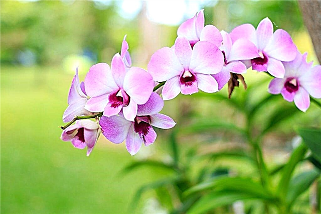 Knoblauchtinktur zum Gießen von Orchideen