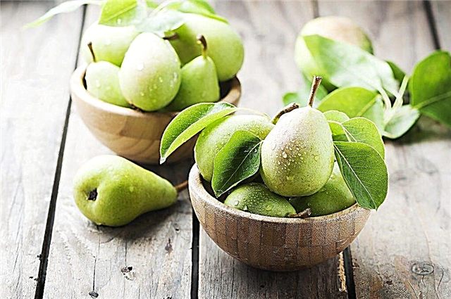 The best autumn, summer, winter pear varieties