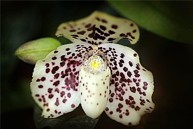 Orchid variety Multiflora