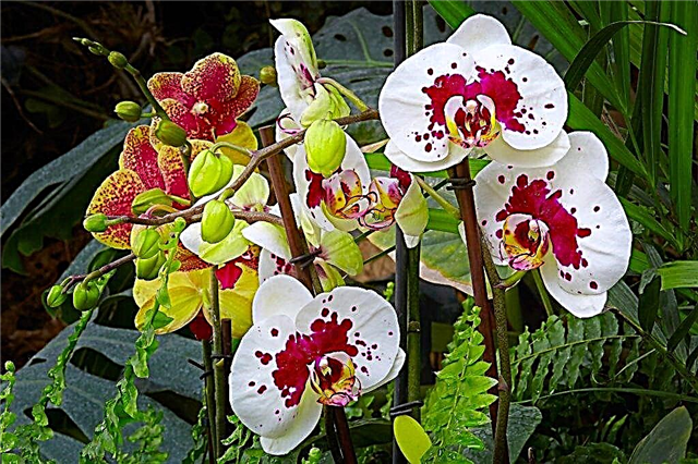 Vitaminen voor orchideeën