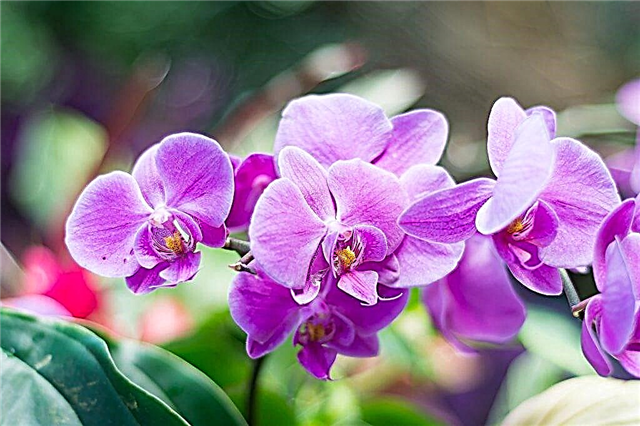 Der Unterschied zwischen Orchideen und Phalaenopsis