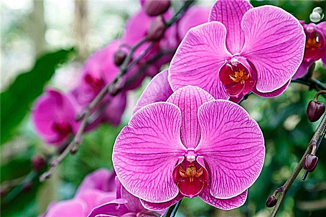 ¿Por qué se seca el tallo de una orquídea?