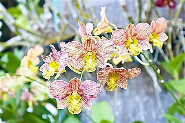 Solmuş bir orkide bakımı