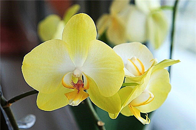 Orquídea de limão crescente
