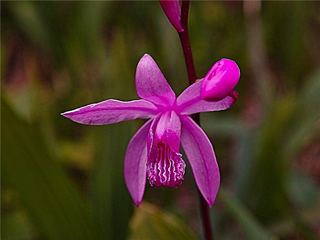 Bletilla Orchidee und kümmert sich um sie