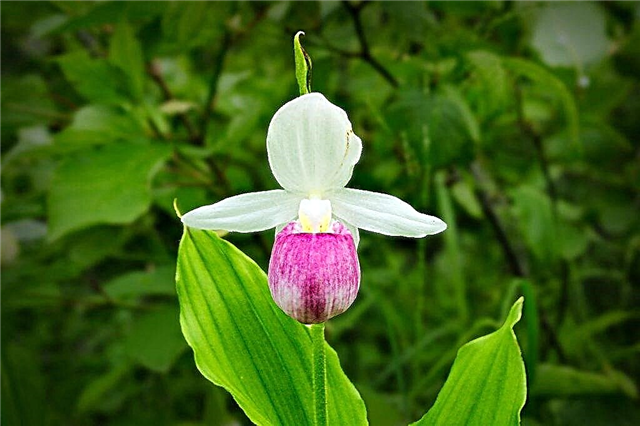 Pielęgnacja orchidei Pafiopedilum