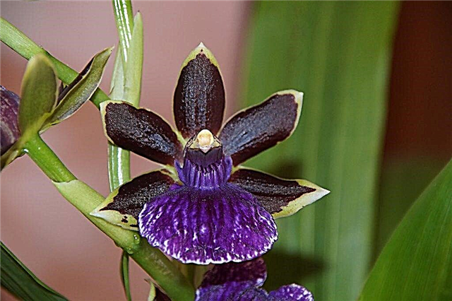 Zygopetalum orkidea