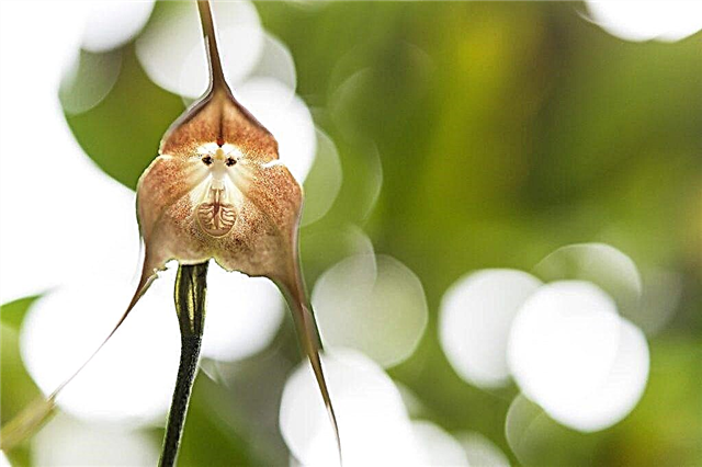 Características de la orquídea Drácula (cara de mono)