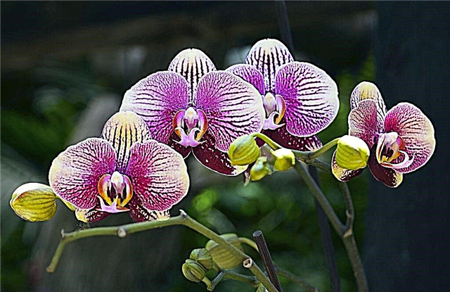 ¿Qué hacer con la floración blanca en las orquídeas?