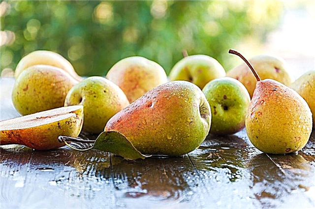 Characteristics of autumn pears