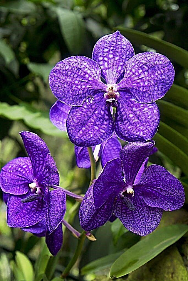 Regler for dyrking av Wanda orkide