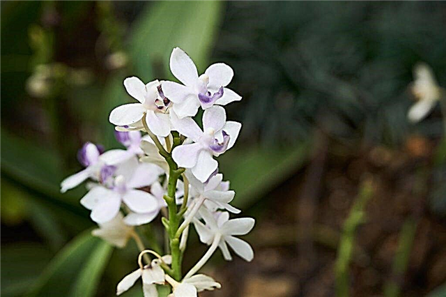 Wachsender Phalaenopsis-Saphir