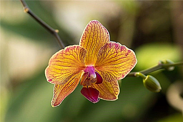 Perroquet Phalaenopsis en croissance