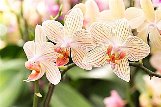 Bir orkide doğru şekilde nasıl ekilir