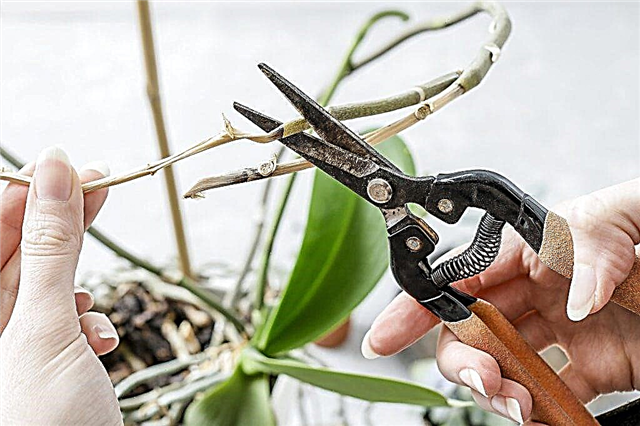 Features of root pruning in orchids