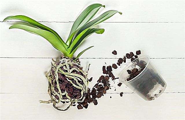 Phalaenopsis orkidétransplantationsregler