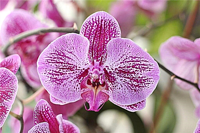Orquídea Sogo