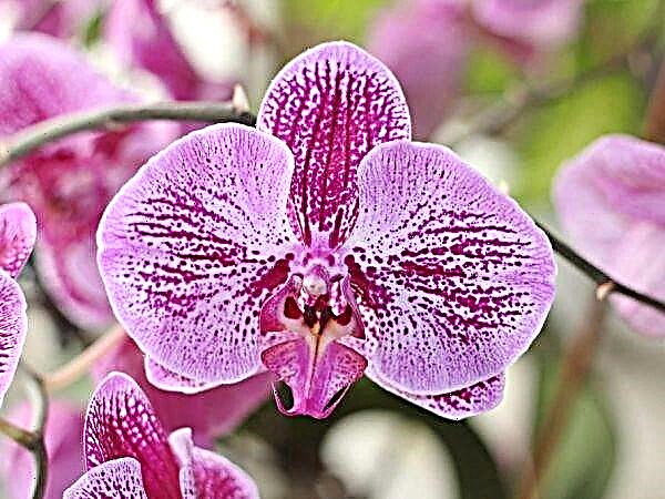 Сого юкидан фото и описание орхидея