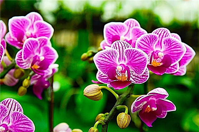 El uso de Kornevin para las orquídeas