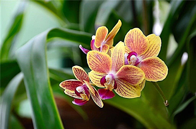 Applicazione del perossido di idrogeno alle orchidee