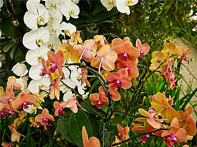 Taches noires et blanches sur l'orchidée