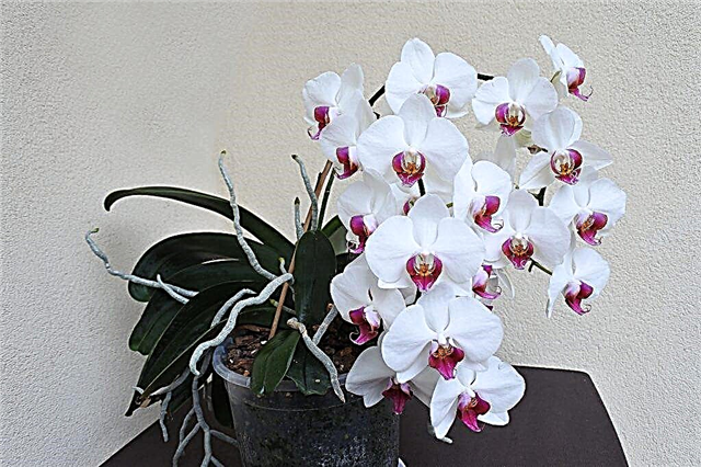 Phalaenopsis variedade de orquídeas em cascata
