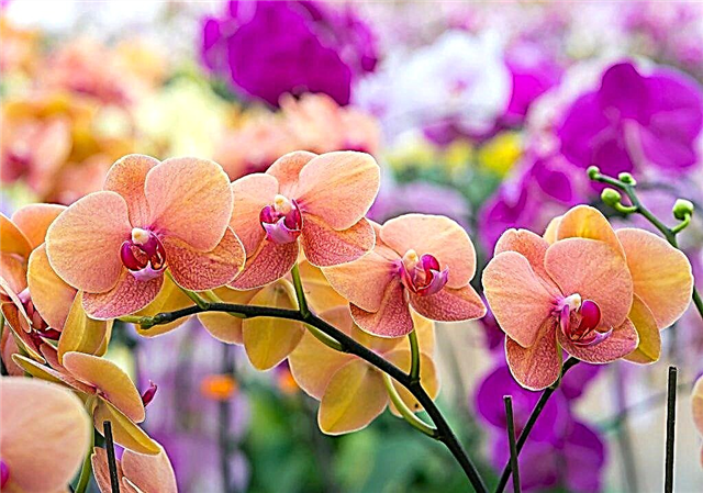 Como lidar com tripes em orquídeas