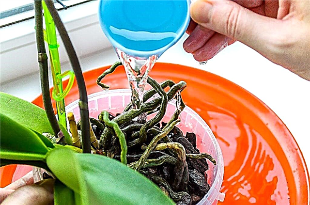 השקיית סחלבים phalaenopsis ביתיים