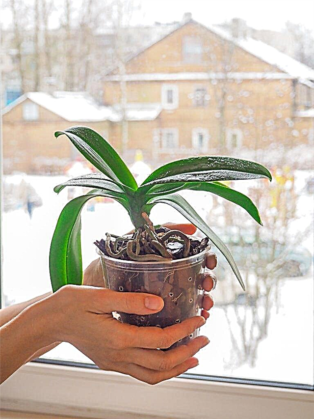 Kenmerken van het verzorgen van een orchidee in de winter