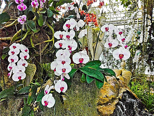 Aplicação de Bona forte para orquídeas