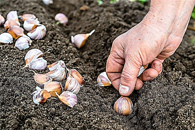 Planting garlic in different regions