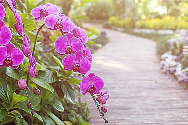 Reglas para plantar y cuidar una orquídea de jardín