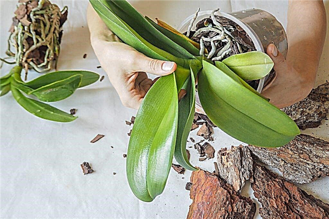 Come propagare un'orchidea a casa